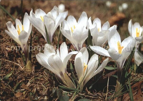 Blumen Frühlings-Krokus Crocus albiflorus