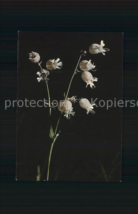 Blumen Aufgeblasenes Leimkraut Silene inflata
