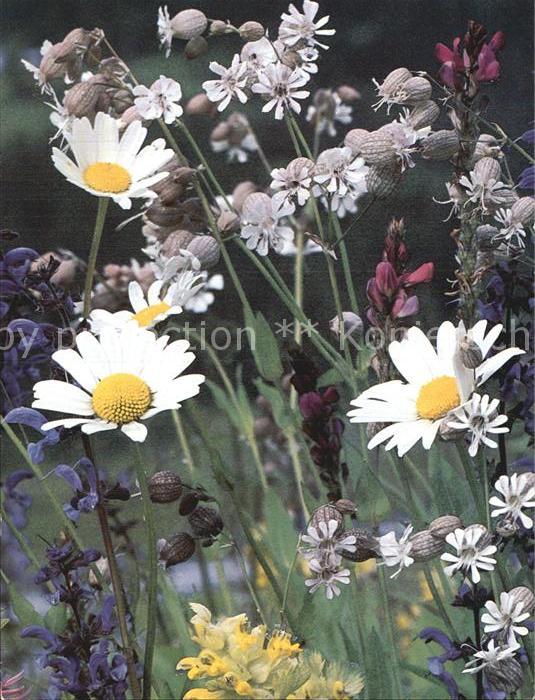Blumen Wiesenblumen