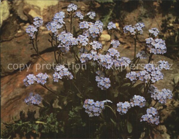 Blumen Alpen-Vergissmeinnicht Myosotis alpestr