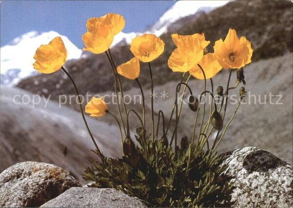 Blumen Gelber Alpenmohn Papaver auranticum