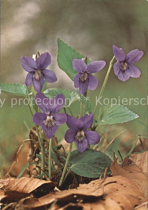 Blumen Viola canina