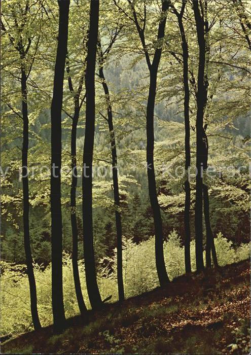 Baeume Trees Buchenwald Fagus silvatica