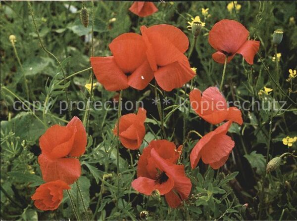 Blumen Klatschmohn Papaver rhoeas