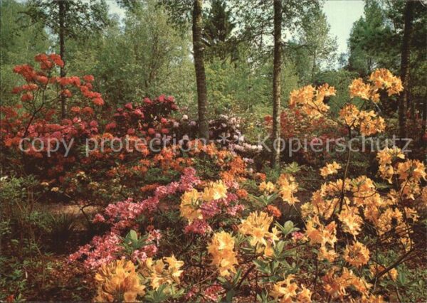Blumen Park Seleger Moor Rifferswil