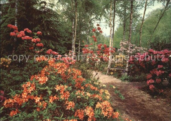 Blumen Park Seleger Moor Rifferswil