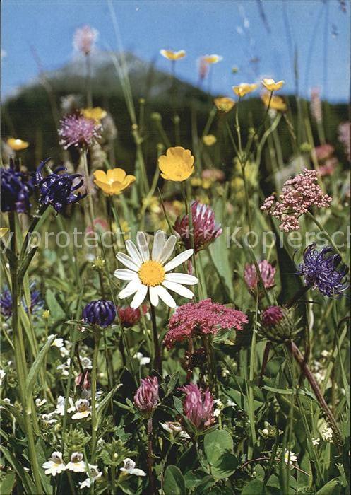 Blumen Feldblumen