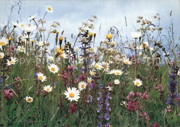Blumen Feldblumen