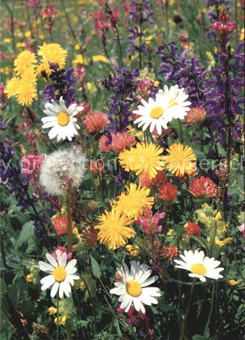 Blumen Wiesenblumen