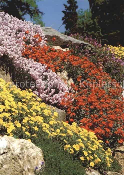 Blumen