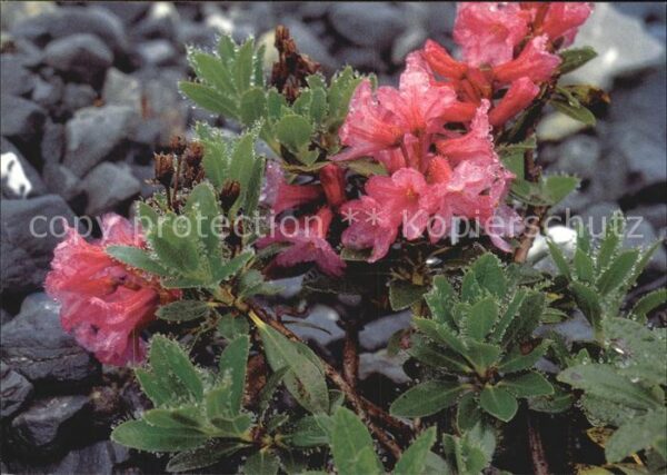 Blumen Behaarte Alpenrose Rhododendron hirsutu