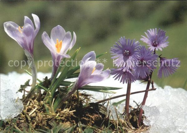 Blumen Frühlingssafran Soldanelle