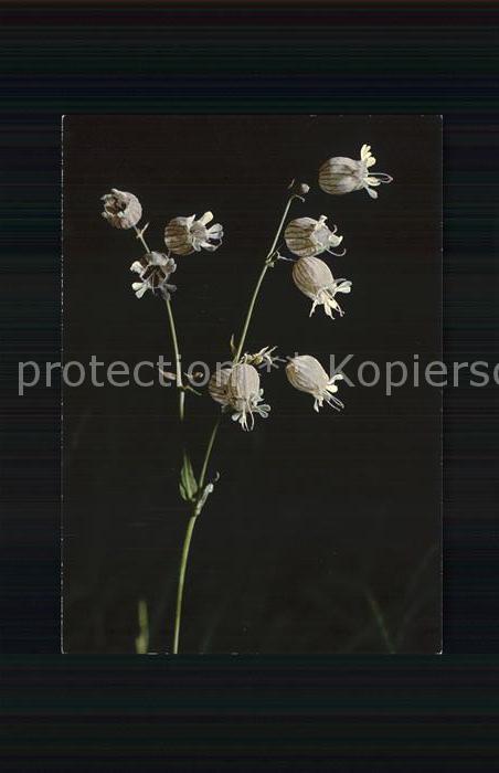 Blumen Aufgeblasenes Leimkraut Silene inflata