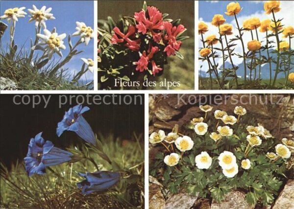 Blumen Alpenblumen Enzian Edelweiss Trollblume