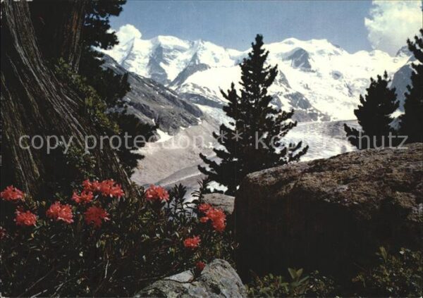 Blumen Alpenrosen Bovalweg Piz Palü Bellavista