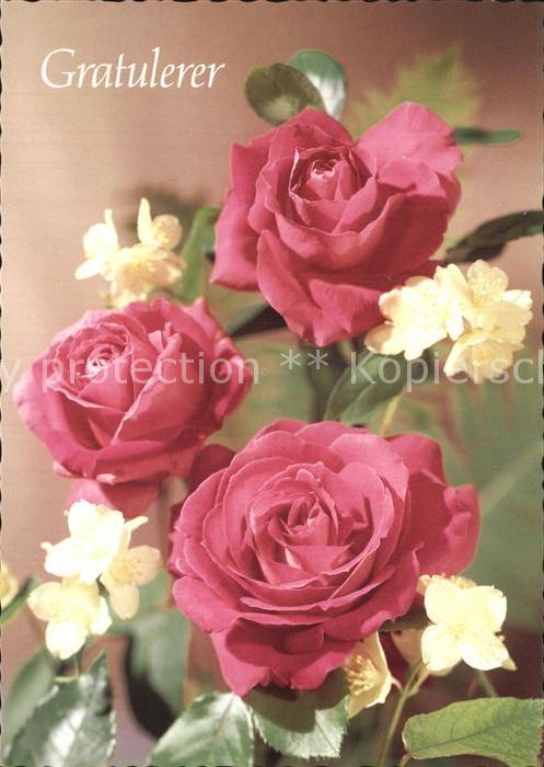 Rosen Glückwunsch