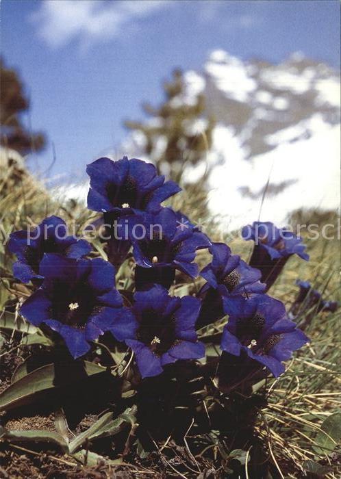 Blumen Enzian Gentiana clusii