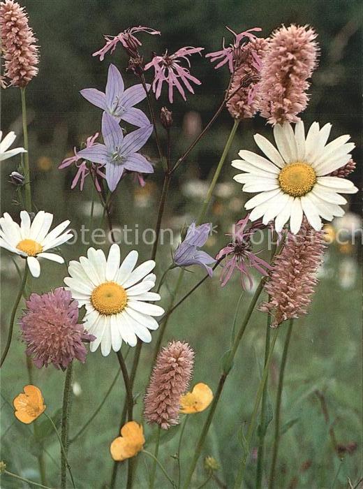 Blumen Feldblumen