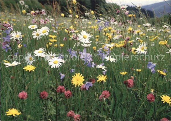Blumen Wiesenblumen