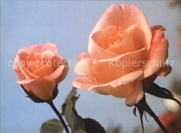 Rosen Michele Meilland