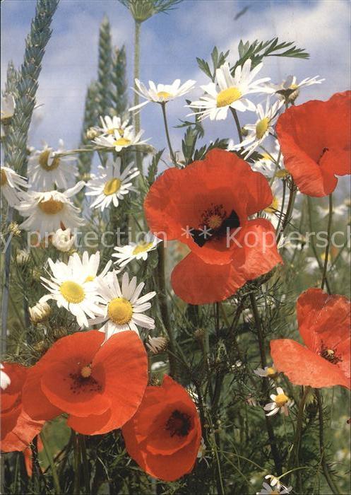 Blumen Mohn Pavot Poppy