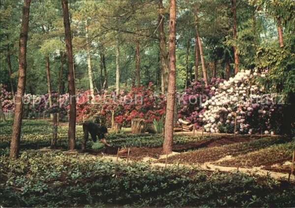 Blumen Park Seleger Moor Rifferswil