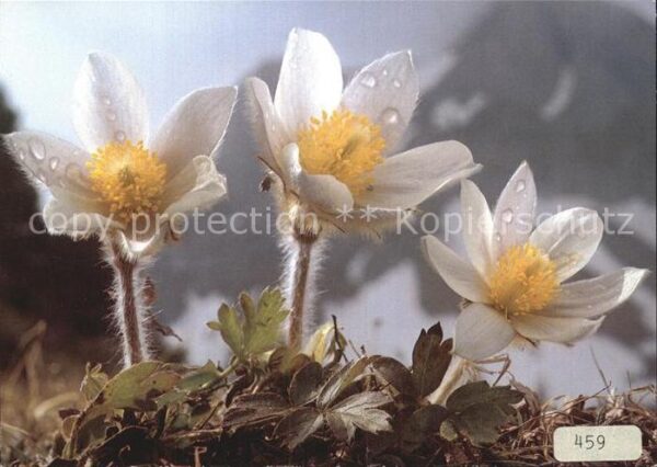 Blumen Pelzanemone Anemone vernalis