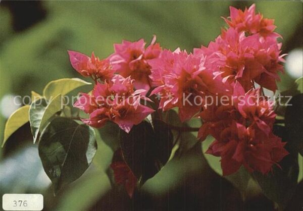 Blumen Gefüllte rote Bougainvillie