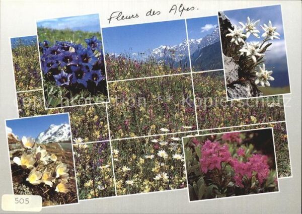 Blumen Fleurs des Alpes Enzian Edelweiss Kroku