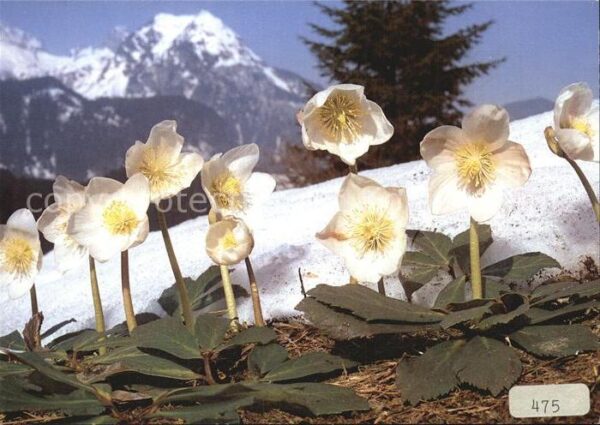 Blumen Christrose Helleborus niger