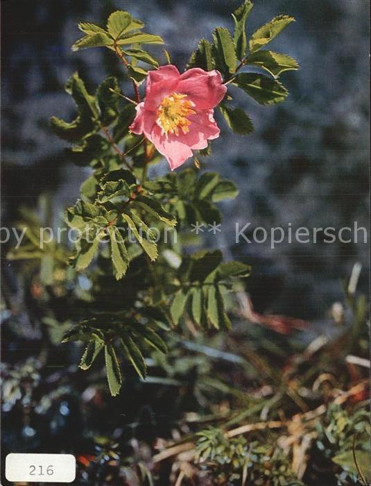 Blumen Alpen-Heckenrose Rosa pendulina