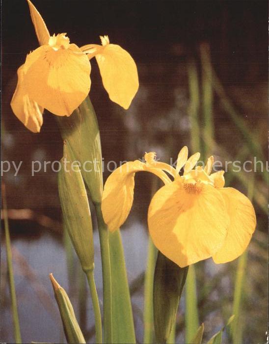 Blumen Gelbe Schwertlilie Iris pseudacorus Rie