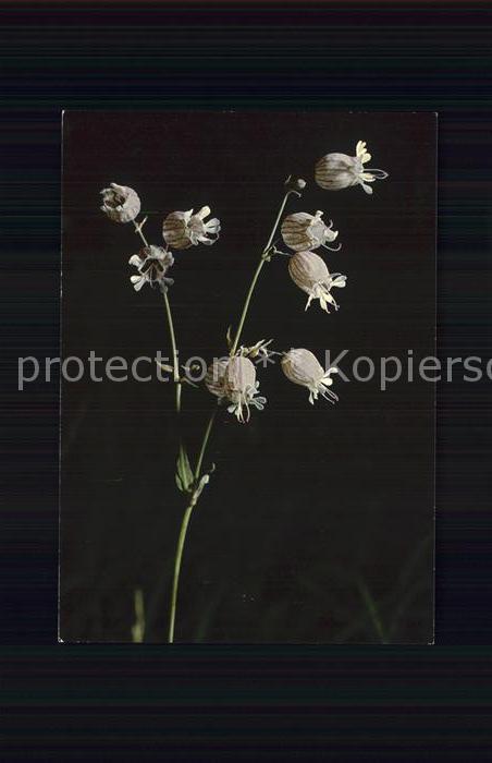 Blumen Aufgeblasenes Leimkraut Silene inflata
