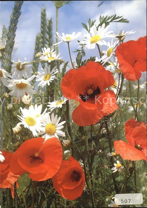 Blumen Mohn Pavot Poppy