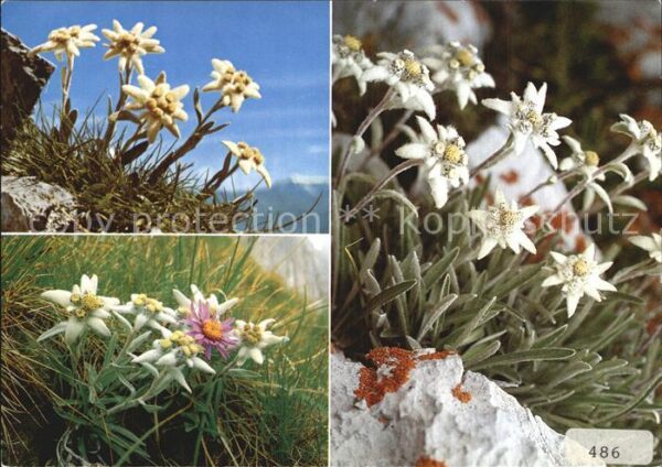 Edelweiss Leontopodium alpinum