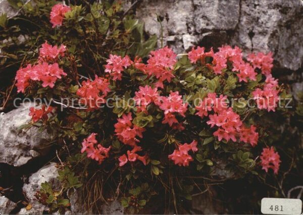 Blumen Rostrote Alpenrosen Rhododendron ferrug