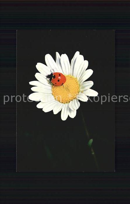 Blumen Wucherblume Marienkäfer