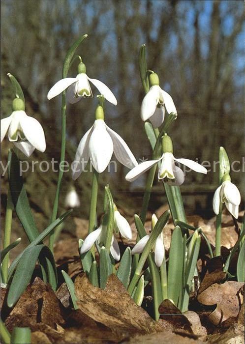 Blumen Schneeglöckchen Galanthus nivalis