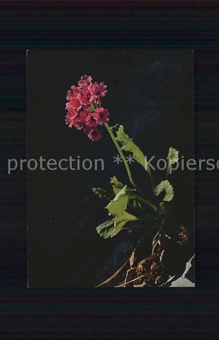 Blumen Klebrige Primel Primula Viscosa