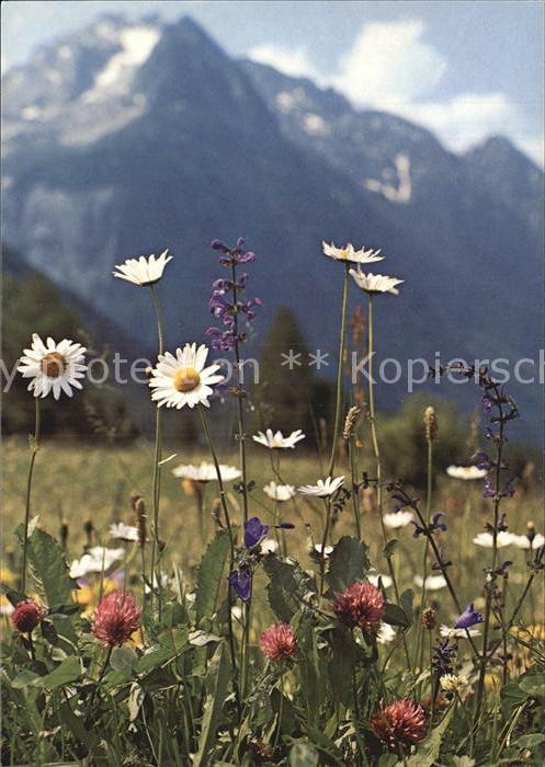 Blumen Feldblumen