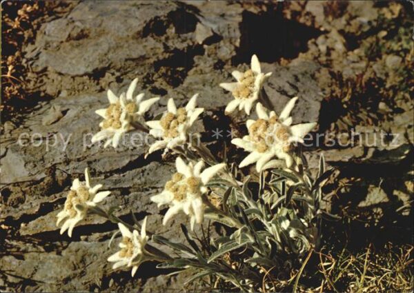 Edelweiss