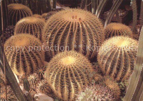 Kakteen Echinocactus grusonii