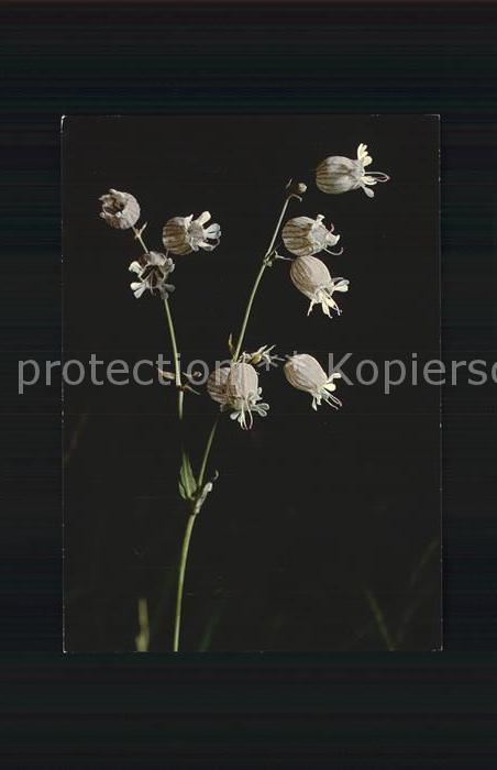 Blumen Aufgeblasenes Leimkraut Silene Inflata