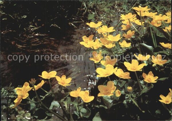 Blumen Sumpfdotterblume Ranuncolo Pro Infirmis