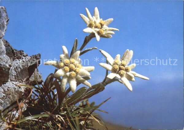 Edelweiss Leontopodium alpinum