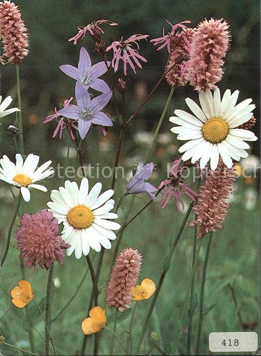 Blumen Feldblumen