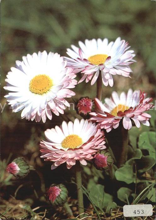 Blumen Gänseblümchen Bellis perennis