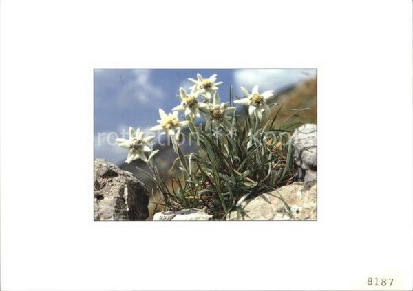 Edelweiss