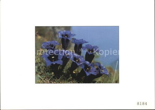Blumen Enzian Gentiane de clusis