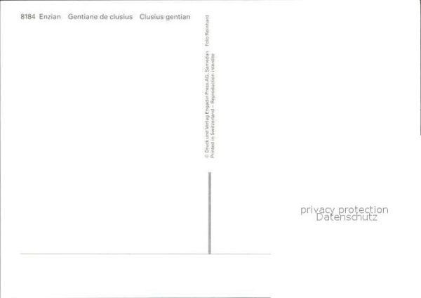 Blumen Enzian Gentiane de clusis – Bild 2